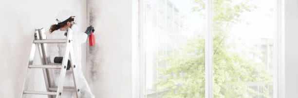 Best Commercial Mold Inspection  in Shirley, NY